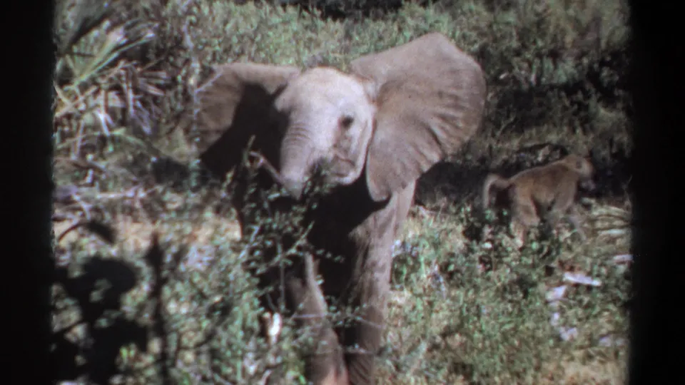 Young elephant stands in dense brush in the Khartoum, Sudan clip, with a baboon-like animal moving in the background at right.