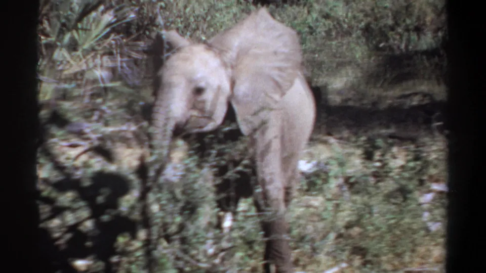 A young elephant walks through green vegetation in the 1969 Khartoum home-movie footage, framed softly with visible 8mm grain.