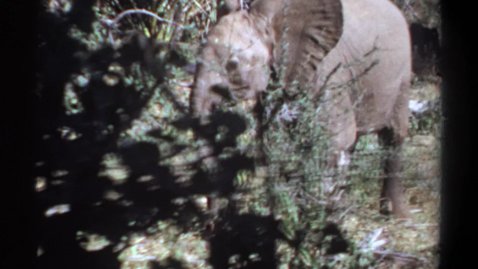 Young elephant in the Khartoum, Sudan clip stands close to dense leaves, with dark foreground branches and 8mm frame borders shaping the view.
