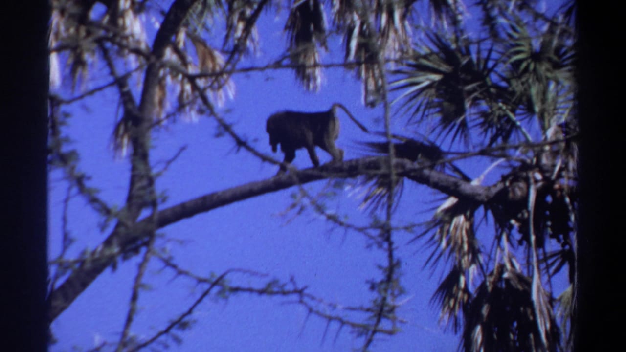 A monkey moves along a high tree branch in Khartoum, Sudan, 1969, seen in dark silhouette beneath hanging foliage.