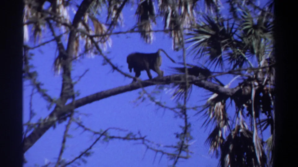 A monkey moves along a high tree branch in Khartoum, Sudan, 1969, seen in dark silhouette beneath hanging foliage.