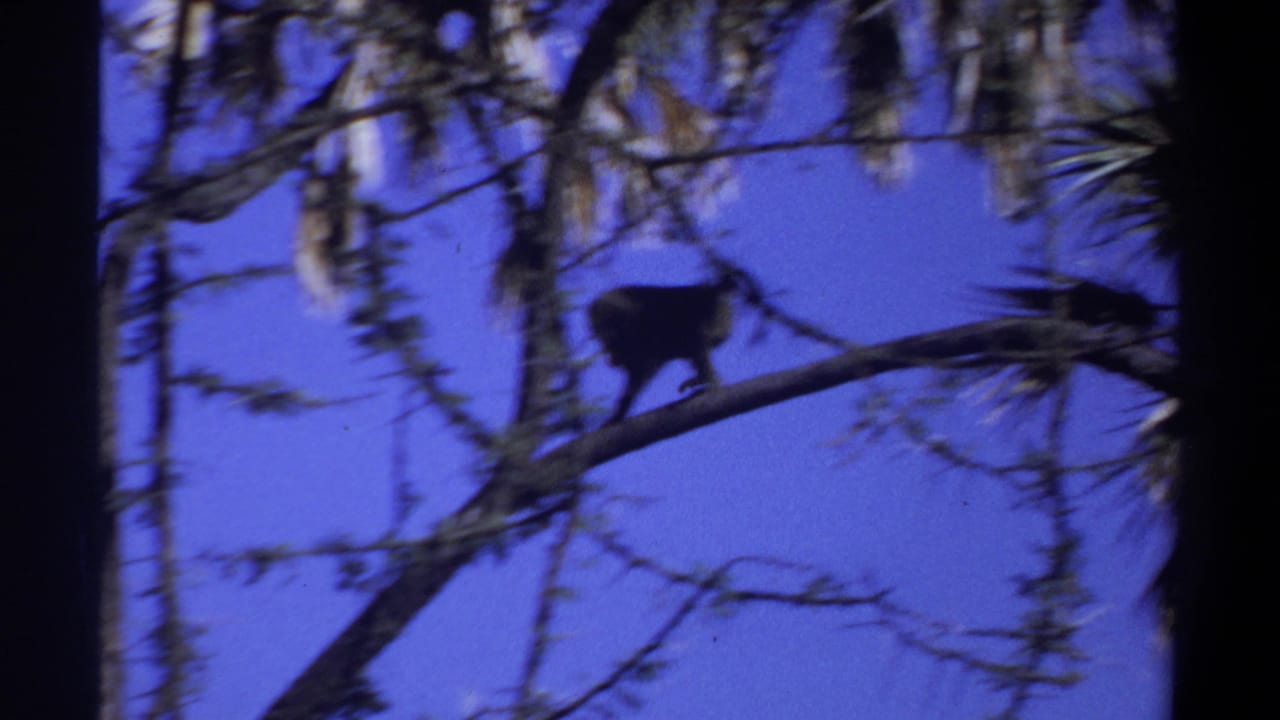 Monkey silhouette farther along the branch, framed by dangling leaves and twigs.
