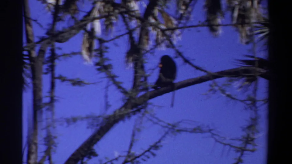 A silhouetted monkey pauses on the branch, upright against the blue sky in the Khartoum, Sudan footage.