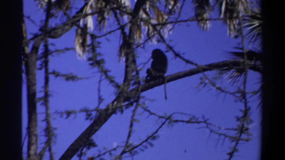 The monkey rests on a branch in the final frame, silhouetted among sparse foliage and tree limbs in 1969 Khartoum footage.