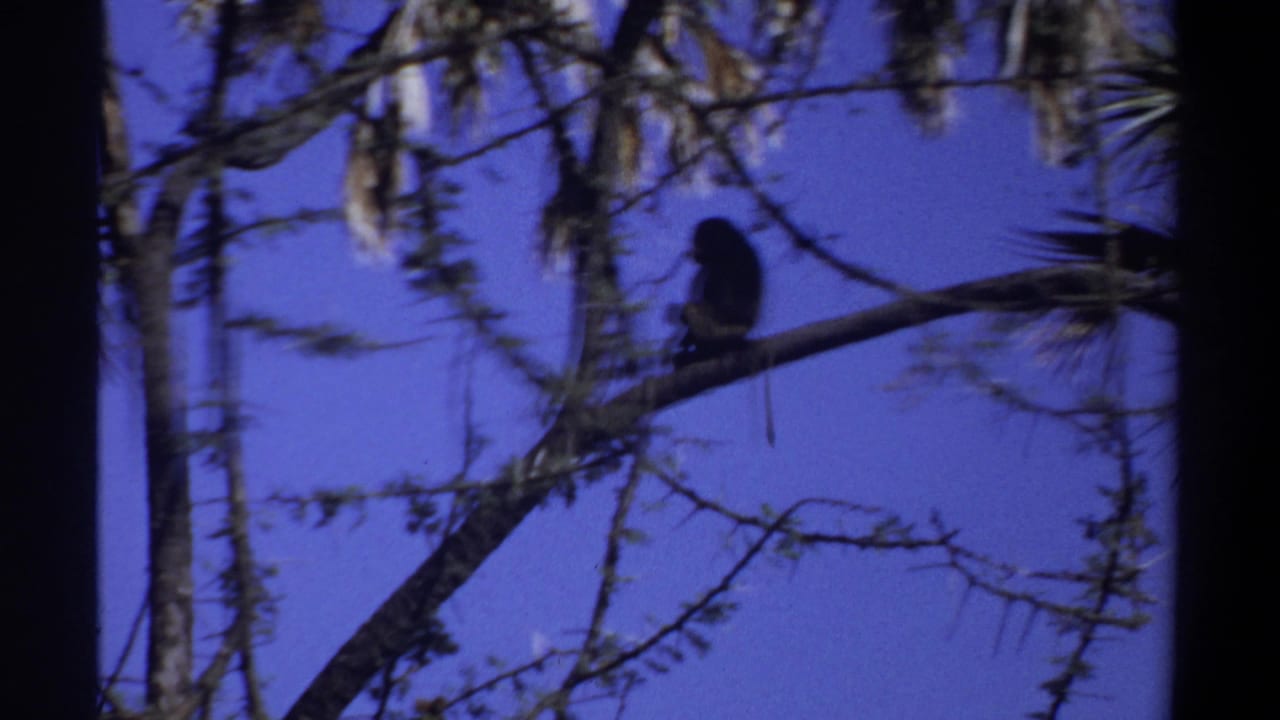 Monkey silhouette perched on a slender branch against a deep blue sky.