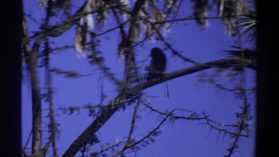 1969 Khartoum 8mm frame showing a dark monkey perched on a thin tree branch with sparse foliage against blue sky.