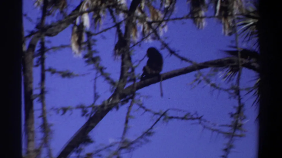 1969 Khartoum home-movie frame with a monkey resting on a curved branch among sparse tree limbs and palm-like fronds.
