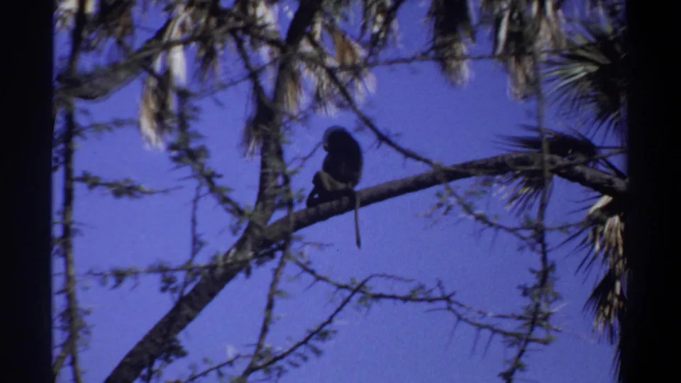 Khartoum 1969 8mm still with a silhouetted monkey on a narrow branch, surrounded by thin limbs and patchy foliage.