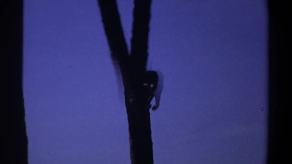 1969 Khartoum frame showing a dark monkey on a tall vertical trunk, isolated against a blue sky with minimal foliage.