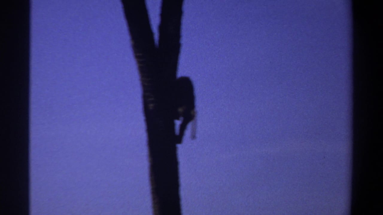 1969 Khartoum, Sudan 8mm frame showing a dark monkey silhouette on a tall tree trunk against deep blue twilight sky.