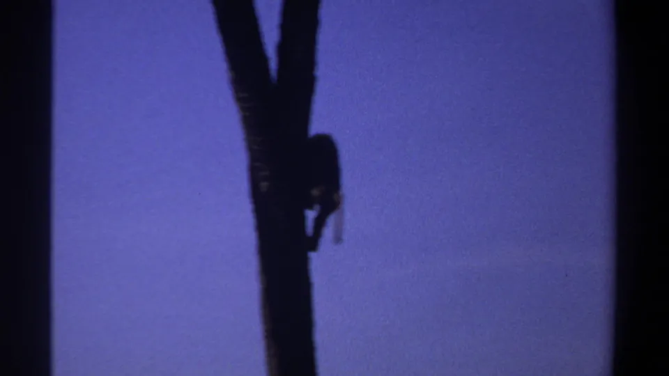 1969 Khartoum, Sudan 8mm frame showing a dark monkey silhouette on a tall tree trunk against deep blue twilight sky.