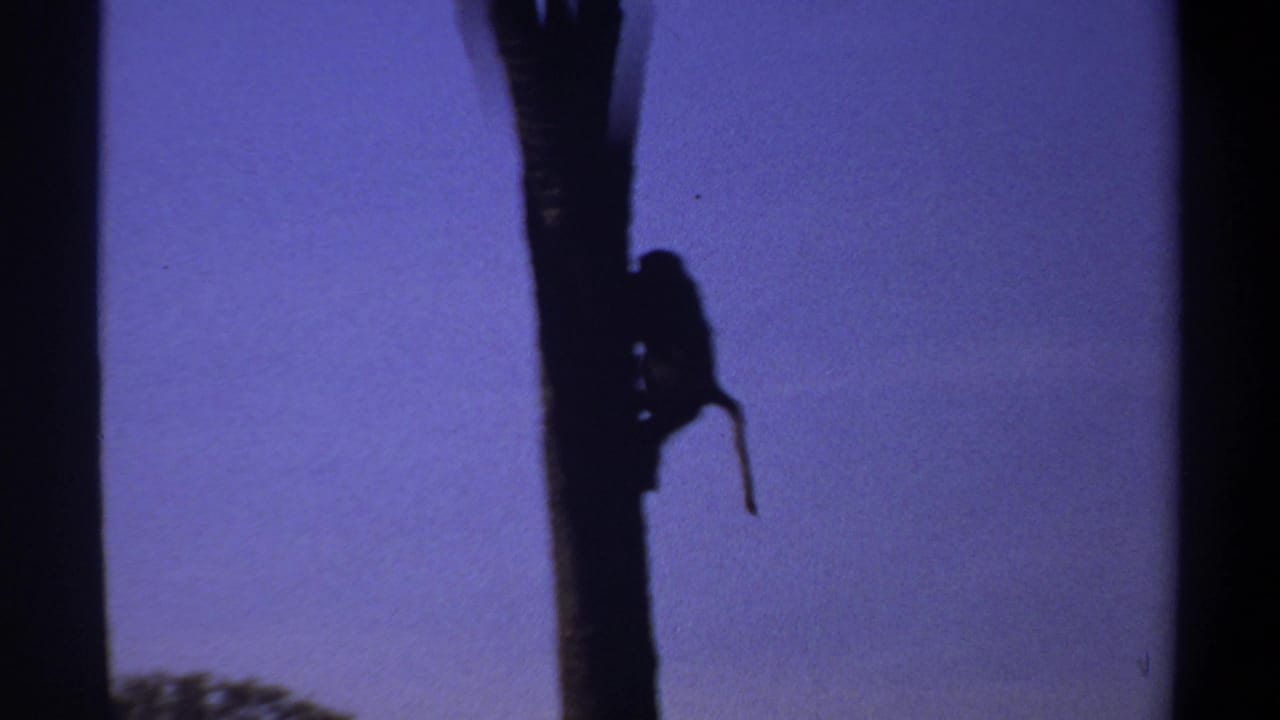 Monkey silhouette lower on a tree trunk beside another dark trunk.