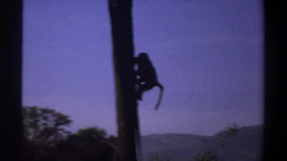 1969 Khartoum, Sudan 8mm still showing the monkey descending a tree above distant hills and dark foliage.