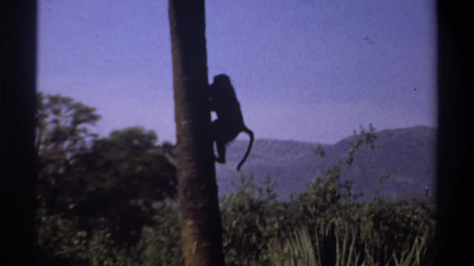 1969 Khartoum, Sudan frame showing a silhouetted monkey on a tall trunk above shrubs, trees, and distant hills.