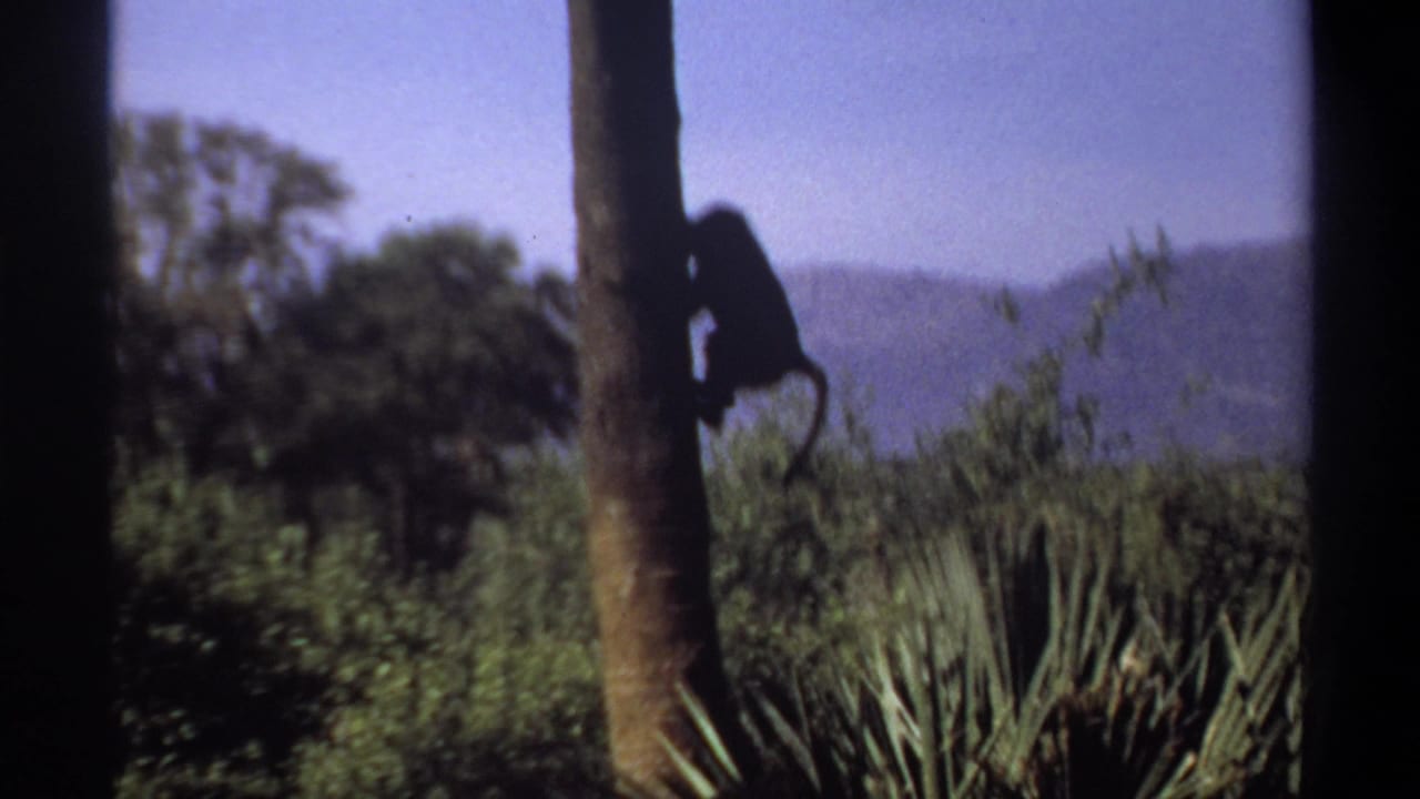 Monkey silhouette on a palm trunk with foliage, hazy sky, and distant hills behind it.