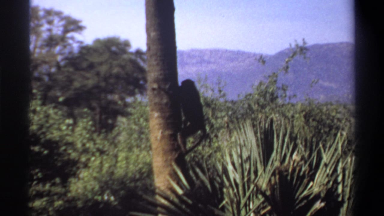 The monkey appears lower on the palm trunk in the Khartoum home-movie frame, partly silhouetted against shrubs, fronds, and pale sky.