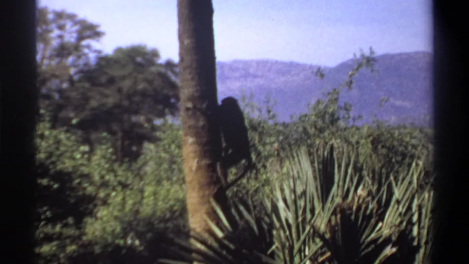 The monkey appears lower on the palm trunk in the Khartoum home-movie frame, partly silhouetted against shrubs, fronds, and pale sky.