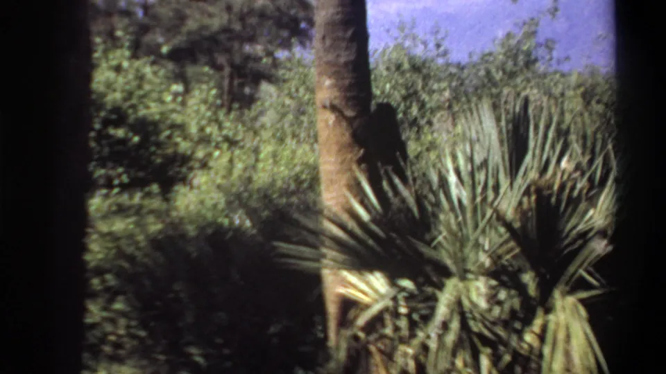 The monkey is partly obscured by large palm fronds while descending a trunk in the metadata-supported 1969 Khartoum outdoor scene.