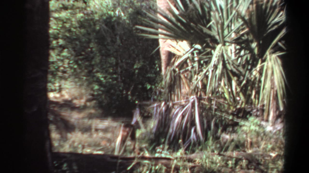 Palm fronds and dense brush in dappled sunlight, with dark film borders visible.