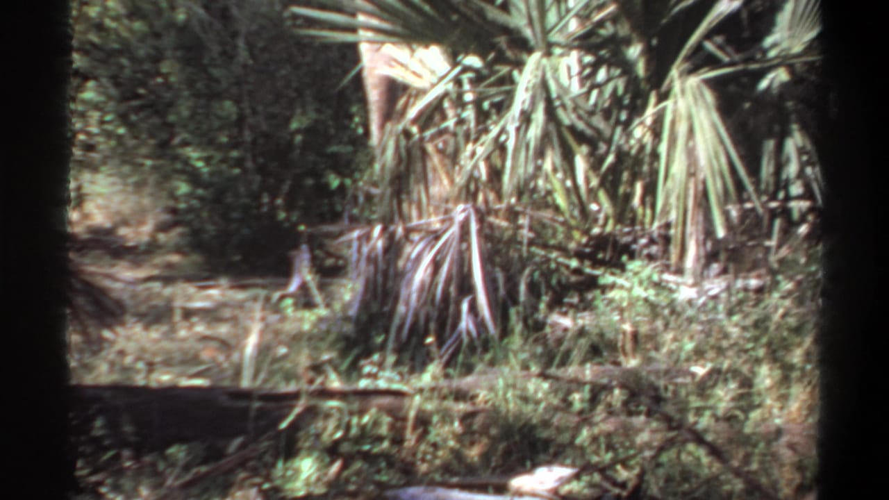1969 Khartoum 8mm frame with palms and brush, where a dark animal form appears partly hidden low in the vegetation.