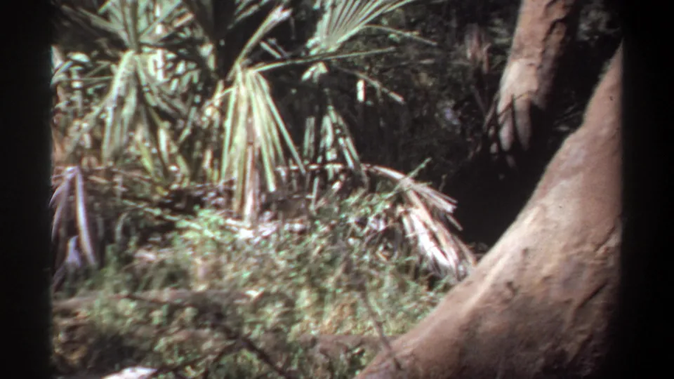 1969 Khartoum 8mm frame showing tree trunks, palms, and dense undergrowth from a close handheld viewpoint.