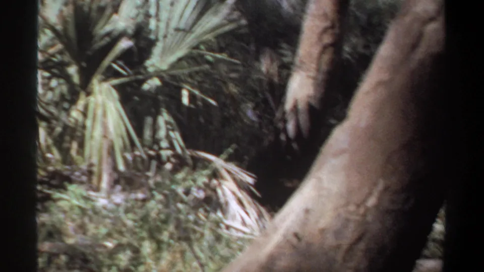 1969 Khartoum 8mm frame with a large tree trunk, palm leaves, and dense background brush in soft home-movie focus.