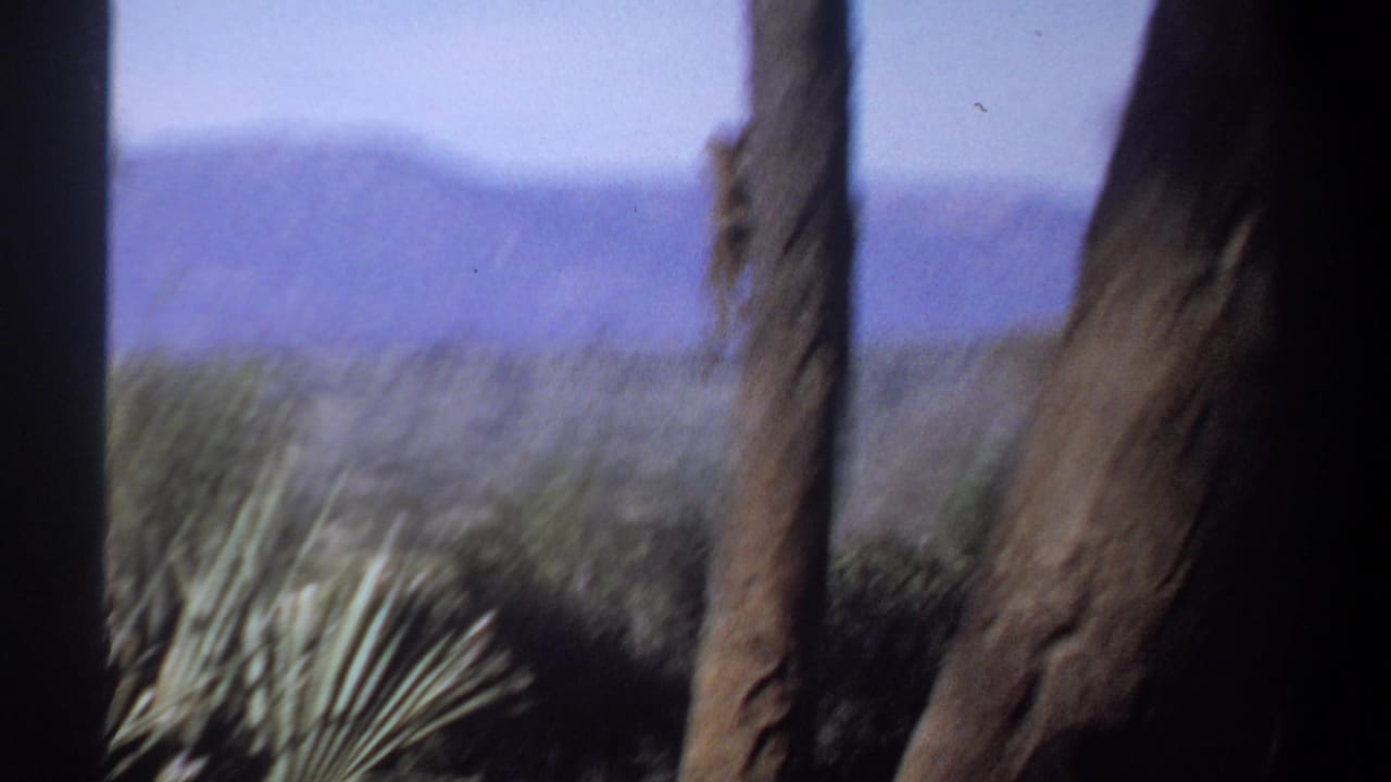 1969 Sudan home-movie frame showing palm-like foliage, dark trunks, and distant hazy mountains.