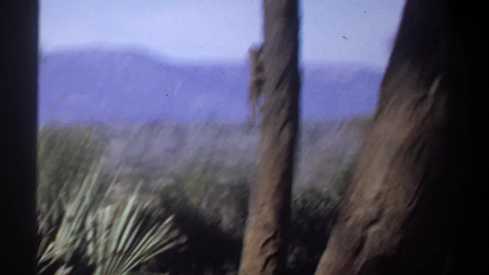 1969 Sudan home-movie frame showing palm-like foliage, dark trunks, and distant hazy mountains.