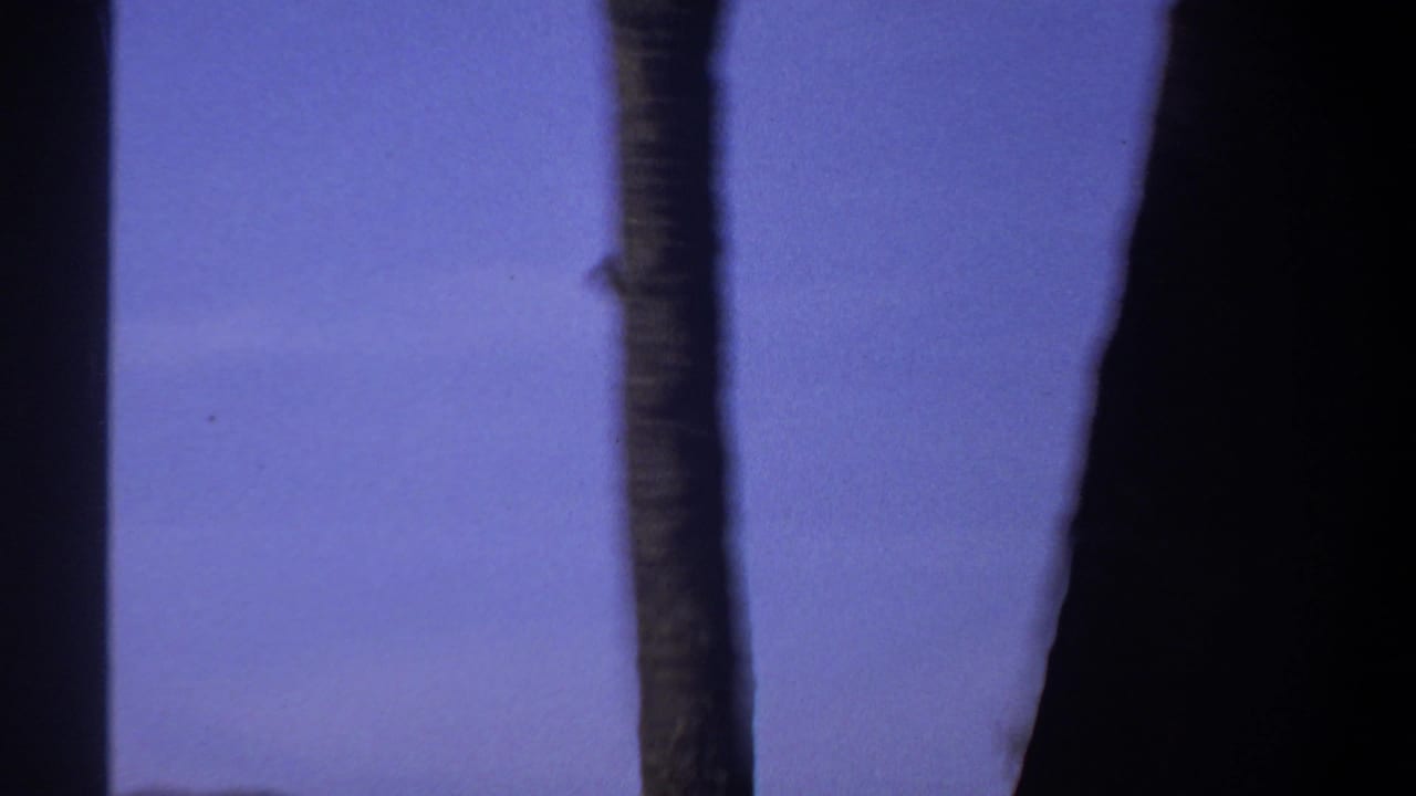 1969 Sudan 8mm frame with vertical tree trunks silhouetted against a hazy blue background.
