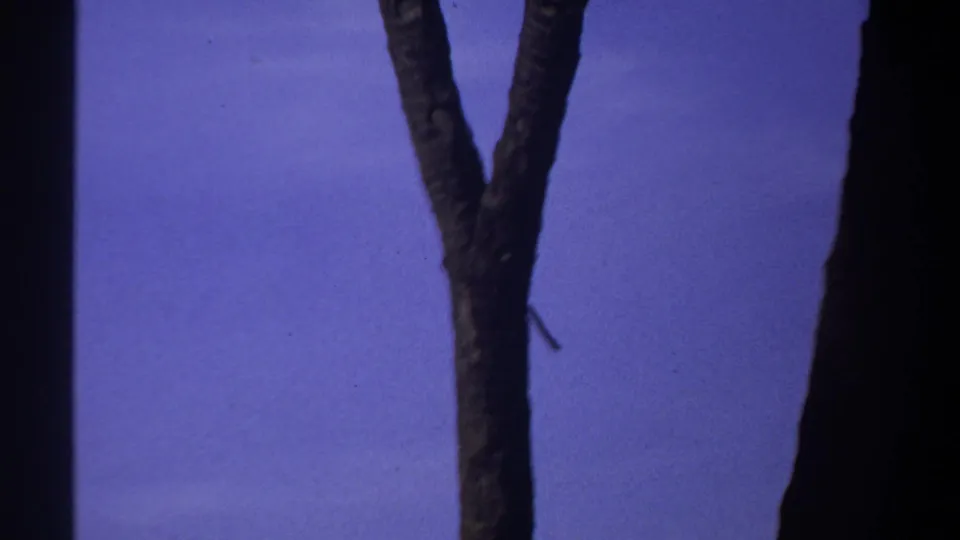 1969 Sudan home-movie frame showing a forked tree trunk with distant hazy hills behind it.