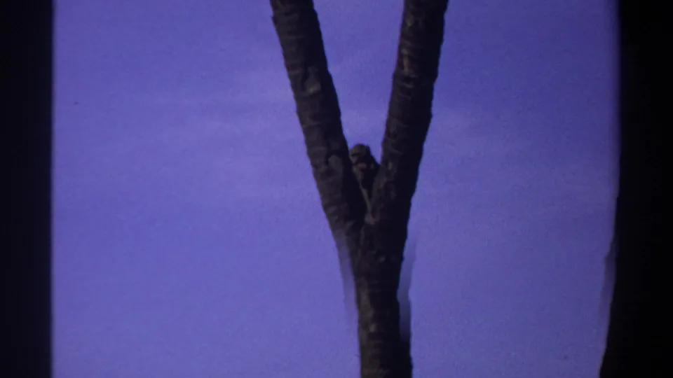 1969 Sudan 8mm frame showing a small monkey clinging to a forked tree trunk against a hazy blue background.