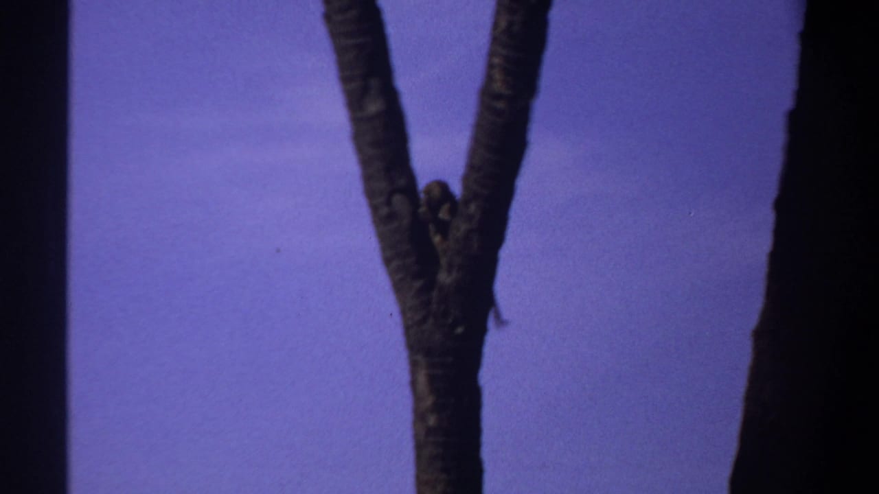 In 1969 Khartoum home-movie footage, a small monkey is silhouetted near a forked palm trunk against a purple-blue sky.