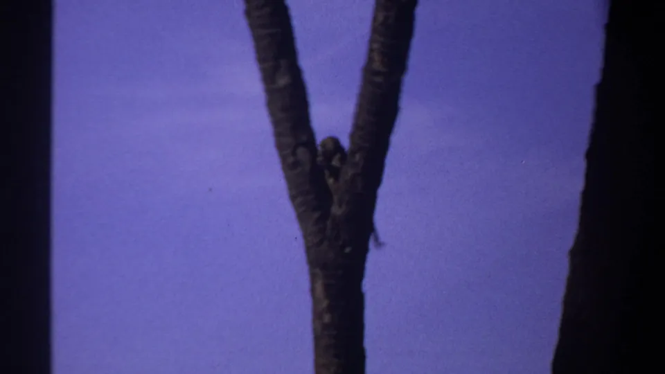 In 1969 Khartoum home-movie footage, a small monkey is silhouetted near a forked palm trunk against a purple-blue sky.