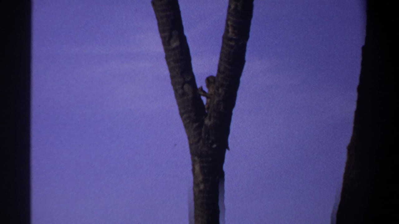Small monkey partly hidden on a forked palm trunk against open sky.