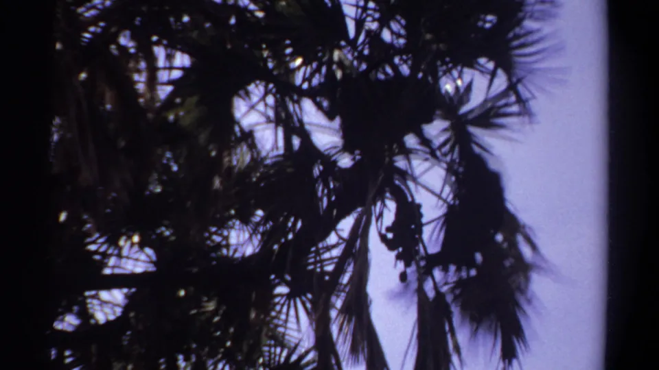 Palm fronds and branches dominate the 1969 Khartoum frame, with the monkey mostly silhouetted among leaves and hanging shapes.