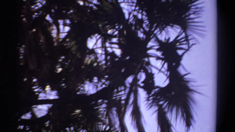 The final frame shows dense palm fronds in silhouette, with the small monkey partly visible within the branches in the 1969 Khartoum footage.