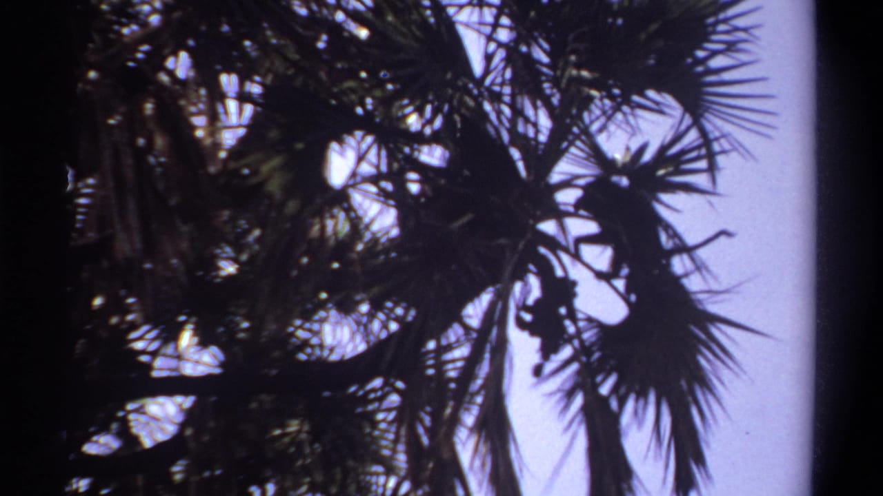 1969 Khartoum 8mm frame showing dark palm fronds and a partly hidden monkey silhouette against a bright sky.