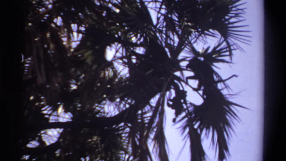 1969 Khartoum 8mm frame showing dark palm fronds and a partly hidden monkey silhouette against a bright sky.
