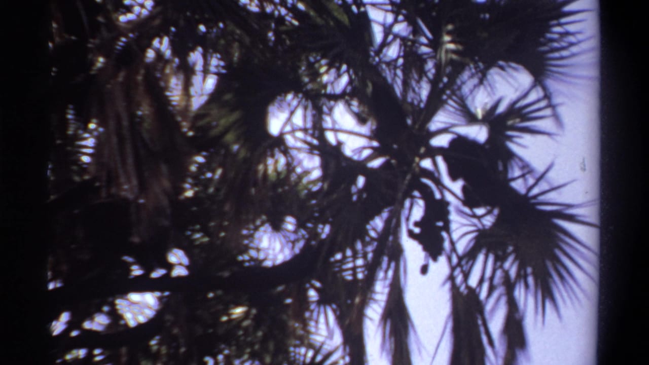 1969 Khartoum home-movie frame of a monkey silhouette moving among palm branches against a washed bright sky.