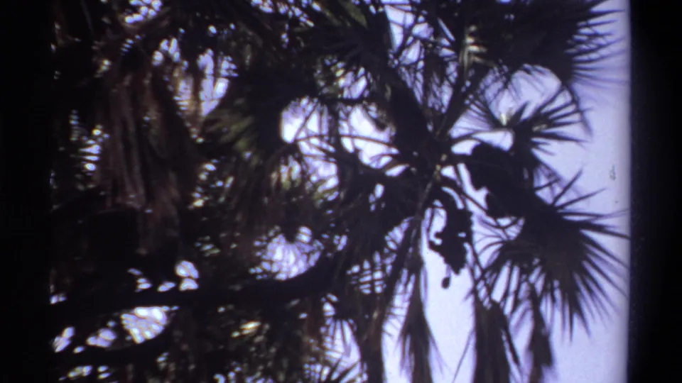 1969 Khartoum home-movie frame of a monkey silhouette moving among palm branches against a washed bright sky.