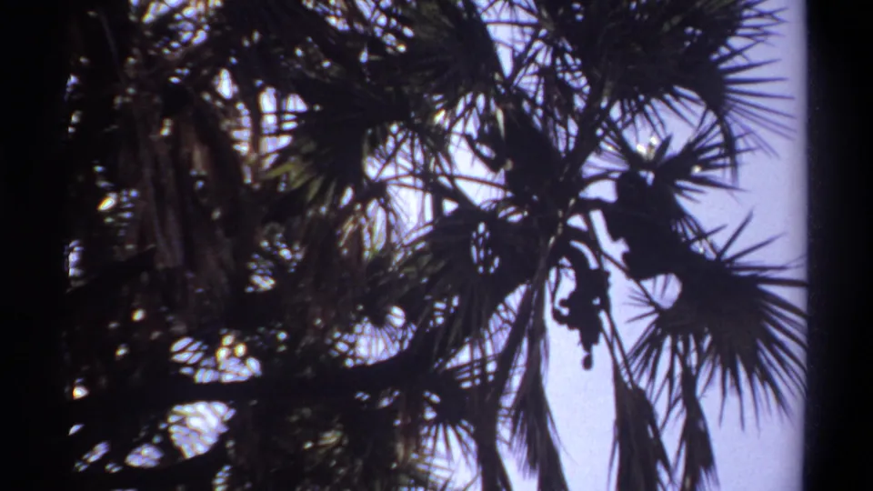 1969 Khartoum 8mm frame looking up into a palm tree as monkey shapes sit or move among silhouetted branches.