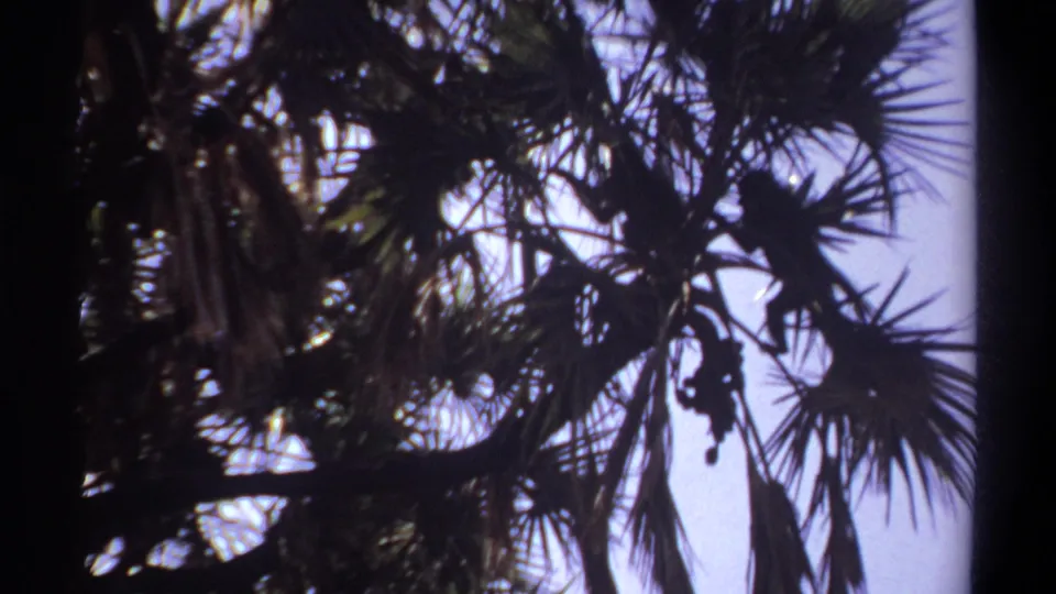 1969 Khartoum frame showing a monkey silhouette near palm fronds as the branch structure cuts across a bright sky.