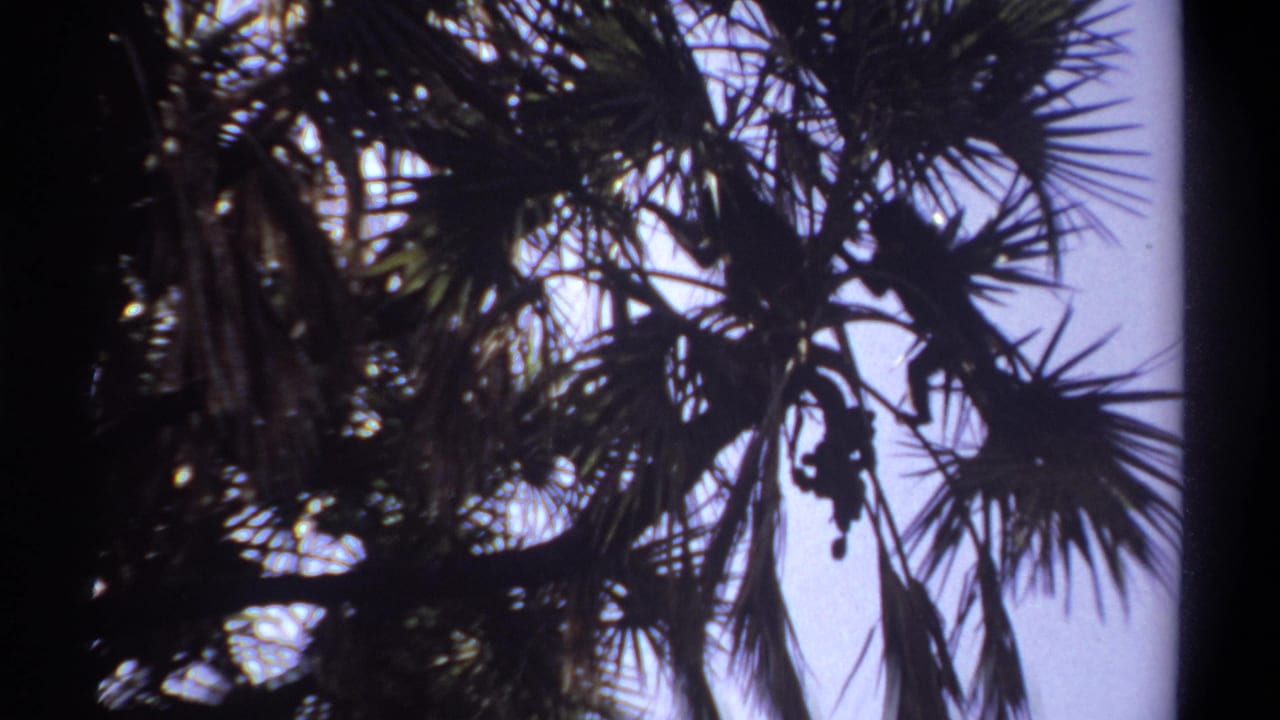 1969 Khartoum home-movie frame showing monkeys obscured among palm fronds and branches against a bright sky.