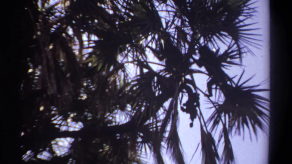 1969 Khartoum home-movie frame showing monkeys obscured among palm fronds and branches against a bright sky.