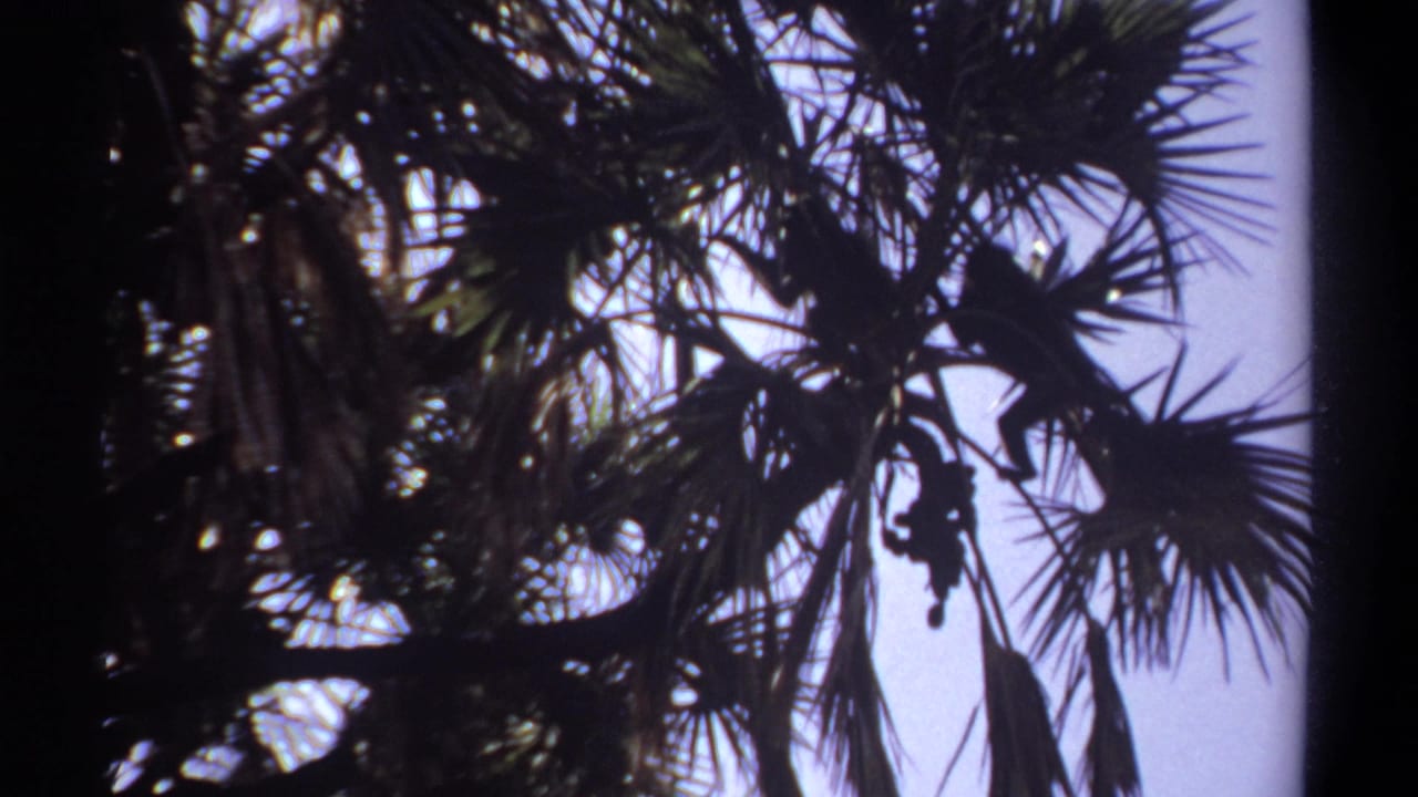 Palm fronds fill the frame, with small monkey silhouettes tucked among branches.