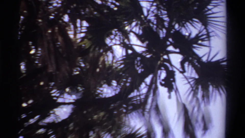 1969 Khartoum home-movie view into a swaying palm canopy where monkeys are mostly hidden in silhouette.