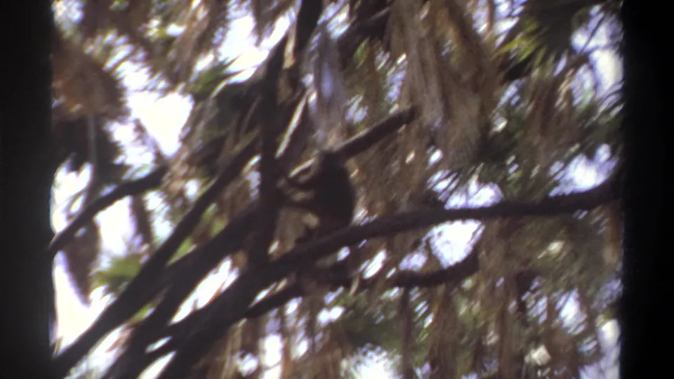 1969 Khartoum 8mm frame showing a monkey-like silhouette among blurred palm branches during windy movement.