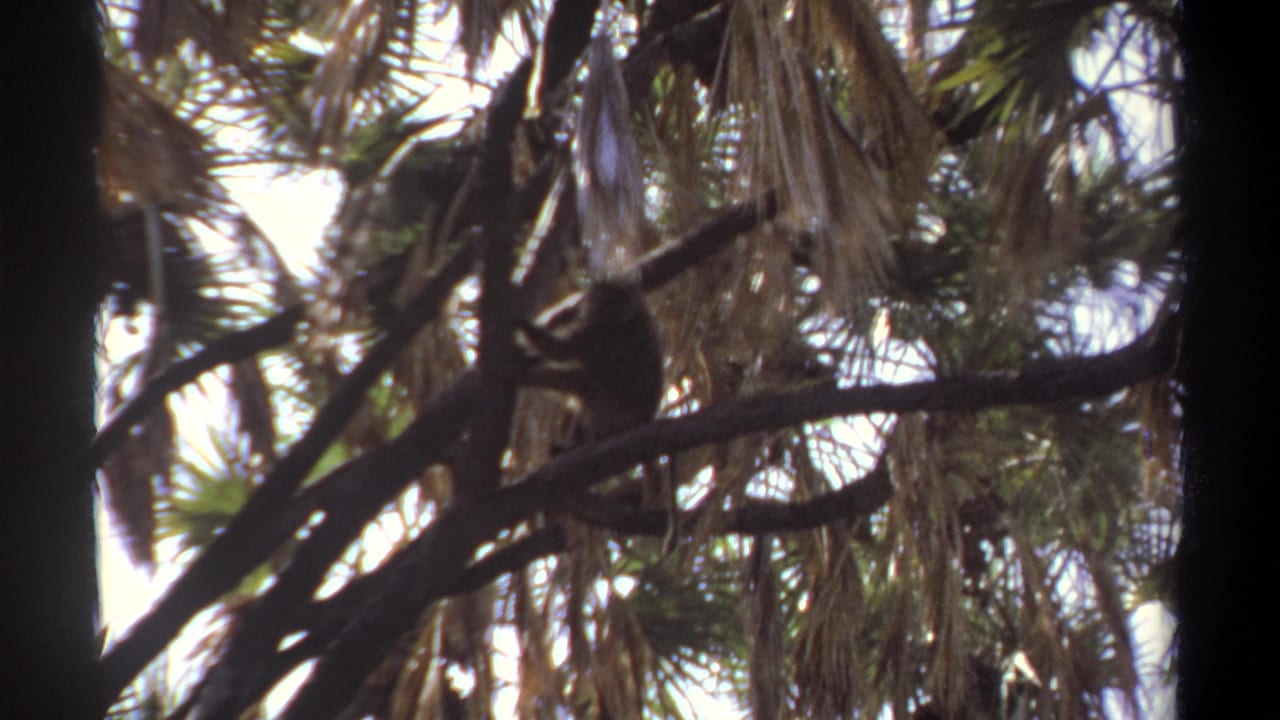 1969 Khartoum 8mm frame showing a small animal seated on a palm branch, partly hidden by fronds and bright sky.