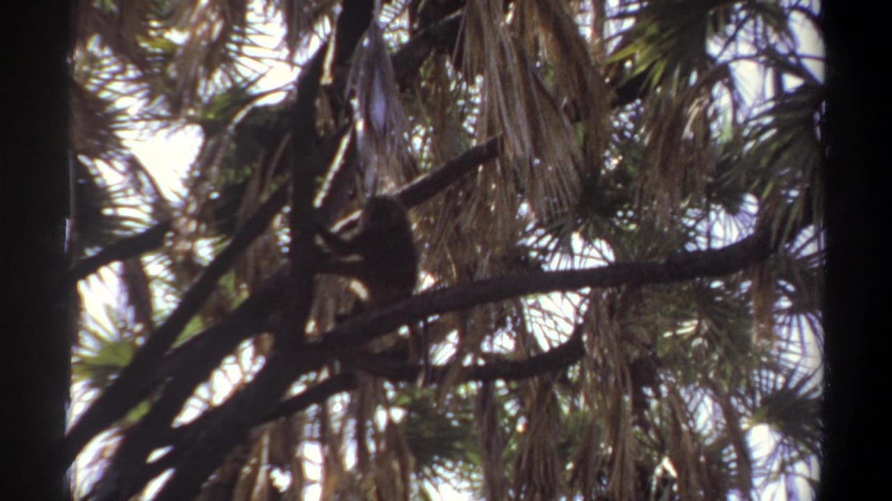 1969 Khartoum 8mm frame with the animal still perched in the palm canopy, partially obscured by branches and fronds.