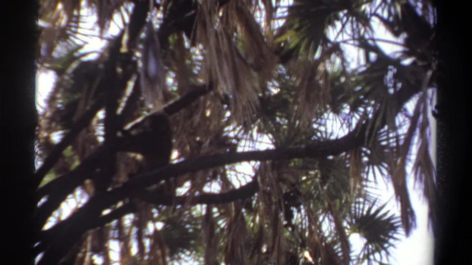 1969 Khartoum 8mm frame showing the perched animal lower among dark palm branches and layered fronds.